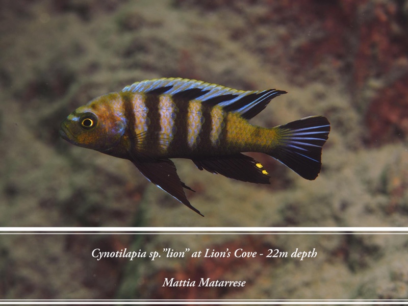 Cynotilapia sp. 'lion' Lion's Cove
